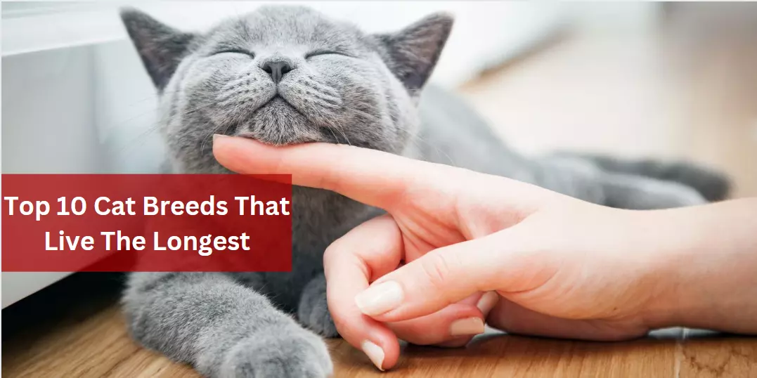 Top 10 Cat Breeds That Live The Longest