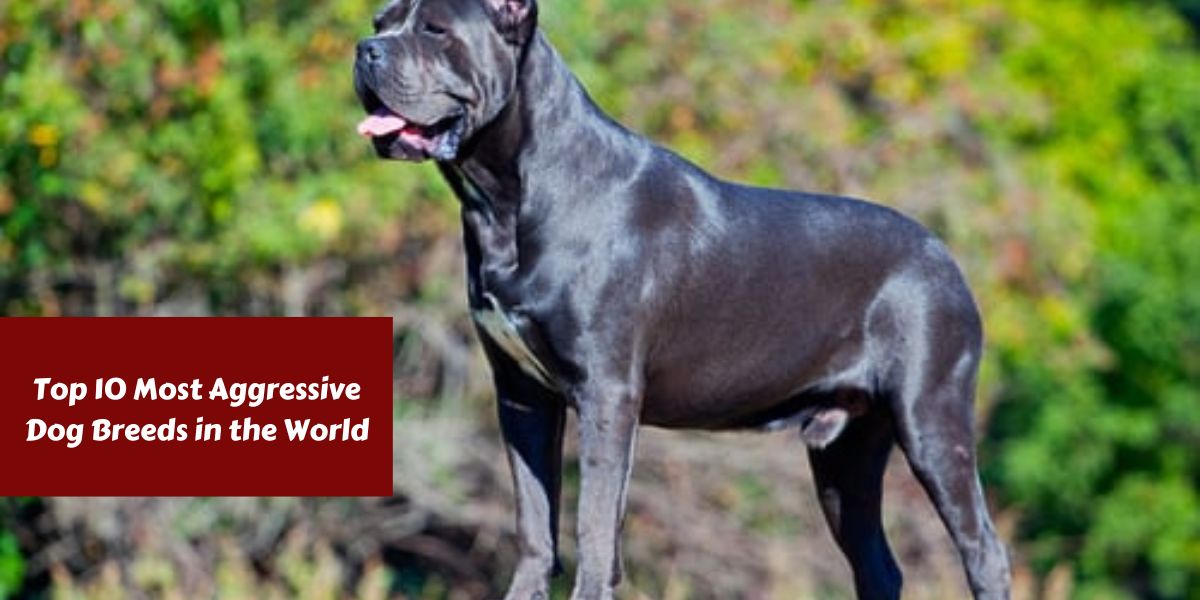 Top 10 Most Aggressive Dog Breeds in the World