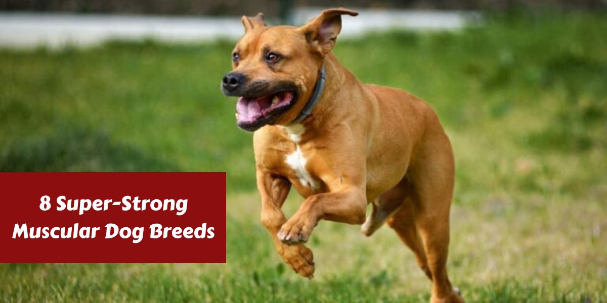 8 Super-Strong Muscular Dog Breeds