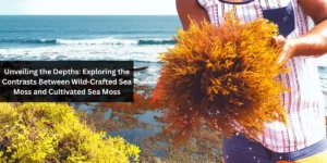 Exploring the Contrasts Between Wild-Crafted Sea Moss and Cultivated Sea Moss